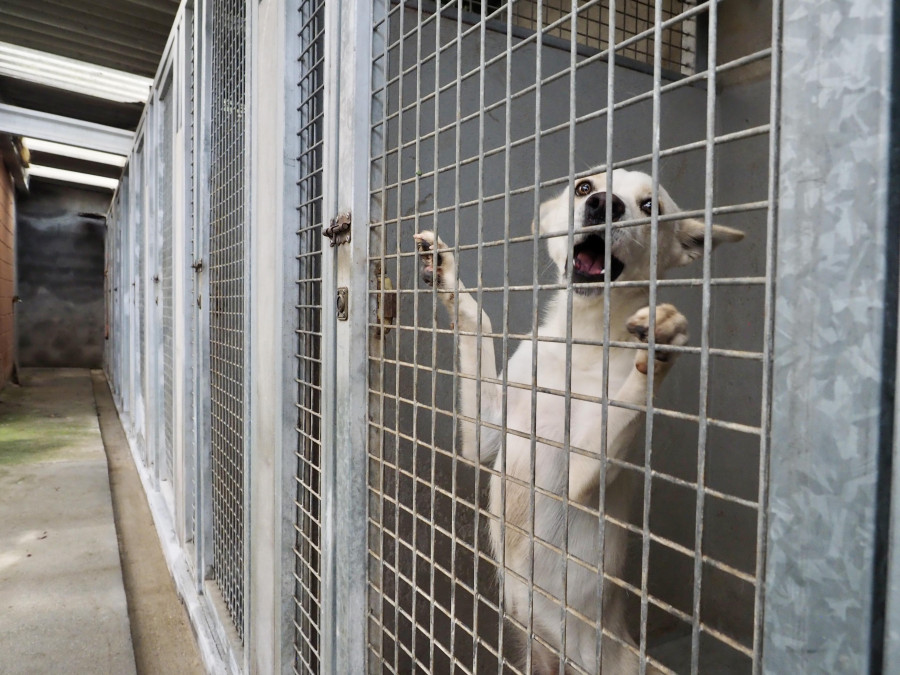 La ciudad de Ferrol tiene el doble  de perros que menores de 14 años