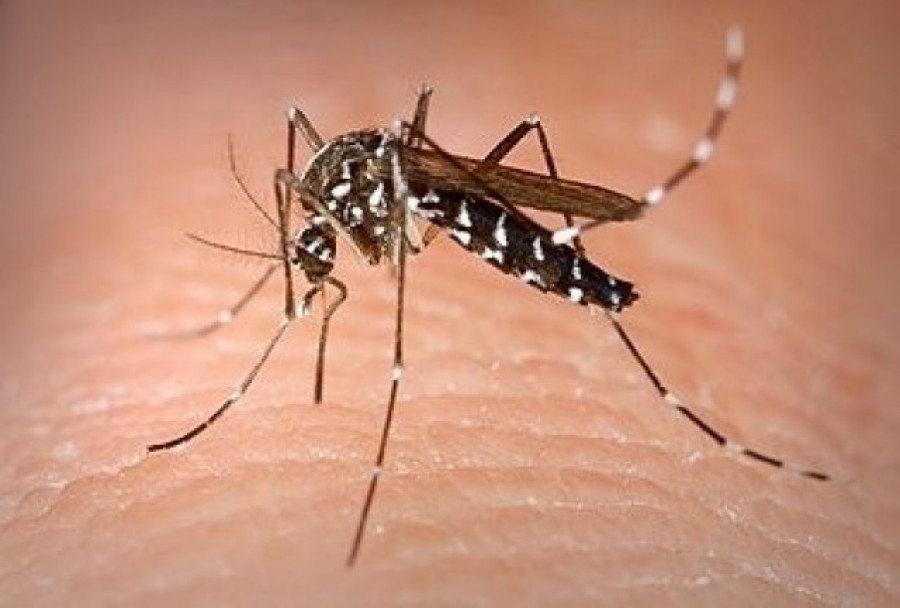 Recomiendan repelente ante la aparición de mosquitos tigre en colegios de Vigo