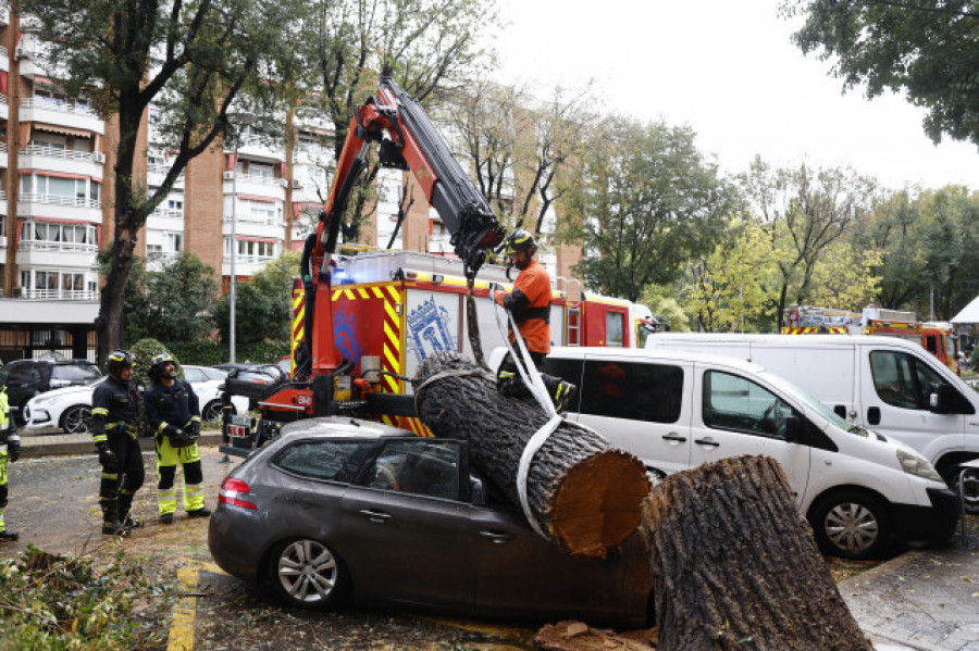 Fallece una joven en Madrid tras caerle un árbol por el fuerte viento