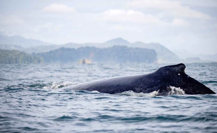 El naturalista Xosé Manuel Penas Patiño habla en la SGHN de la caza de ballenas en Galicia