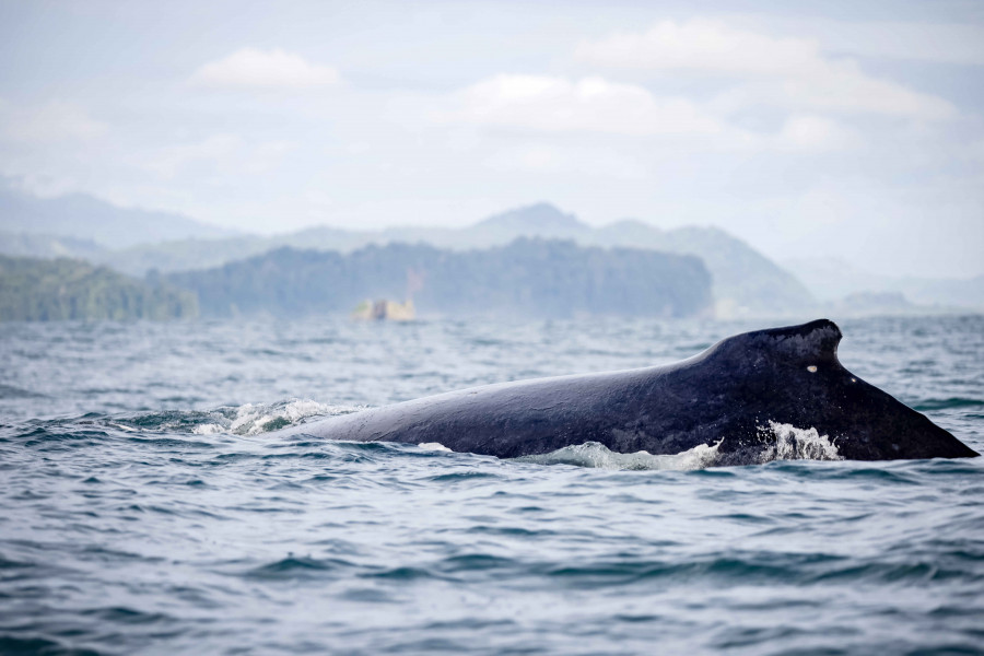 El naturalista Xosé Manuel Penas Patiño habla en la SGHN de la caza de ballenas en Galicia