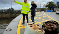 La nueva campaña de la vieira arroja grandes resultados para las tres cofradías de la ría de Ferrol