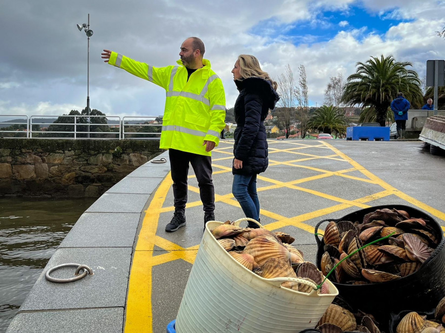 La nueva campaña de la vieira arroja grandes resultados para las tres cofradías de la ría de Ferrol