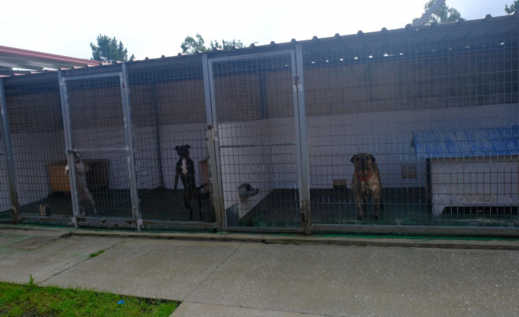 La Lei de Benestar animal afectará a las obligaciones y gestión del refugio de Mougá, en Ferrol