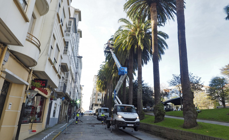 El picudo rojo se ceba con una veintena de palmeras de la ciudad de Ferrol