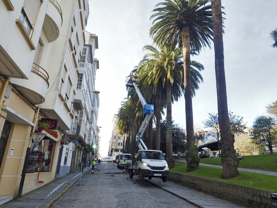 El picudo rojo se ceba con una veintena de palmeras de la ciudad de Ferrol