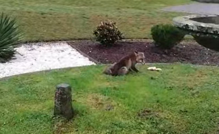 La 'curiosa' visita de un animal por la que el Concello de San Sadurniño advierte a sus vecinos