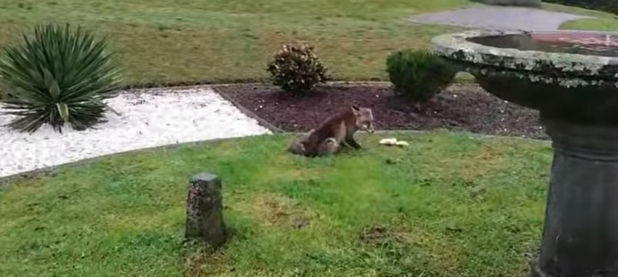 La 'curiosa' visita de un animal por la que el Concello de San Sadurniño advierte a sus vecinos