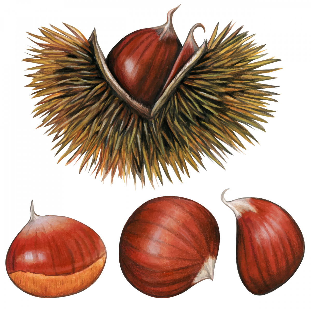 Chestnut