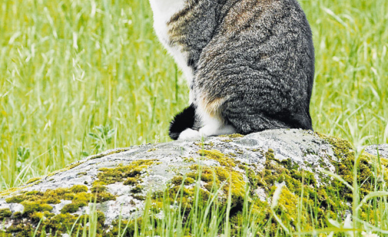 Confunde los maullidos de un gato con el llanto de un niño y alerta a Emergencias en Burela