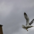 Las gaviotas, en el punto de mira