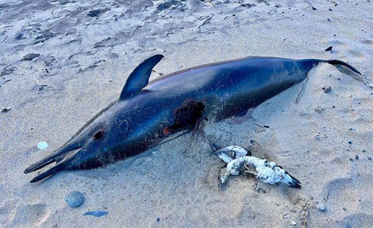 El mar arrastra a la playa ferrolana de Ponzos delfines muertos y un alca común