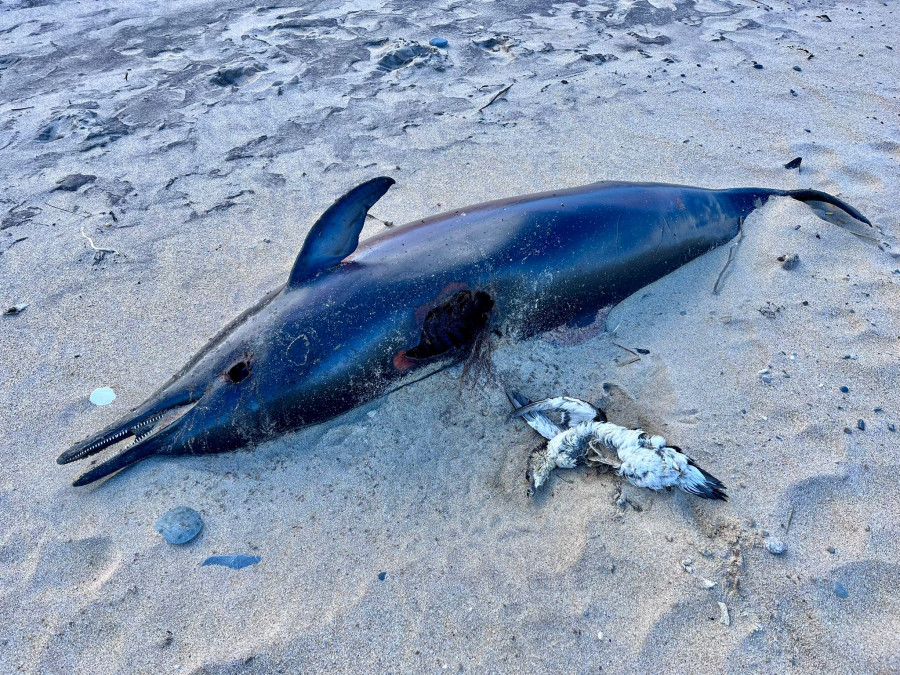 El mar arrastra a la playa ferrolana de Ponzos delfines muertos y un alca común