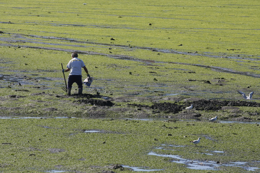 El impulso al marisqueo  pretendido por la Xunta no sirve para mejorar las cifras en la zona