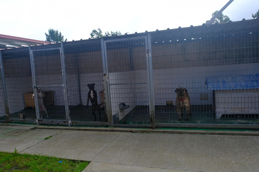Casi un 50% de los perros recogidos en Mougá se quedan en el refugio de Ferrol