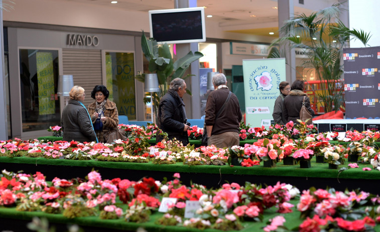 Narón exhibirá las mejores camelias el segundo fin de semana de febrero