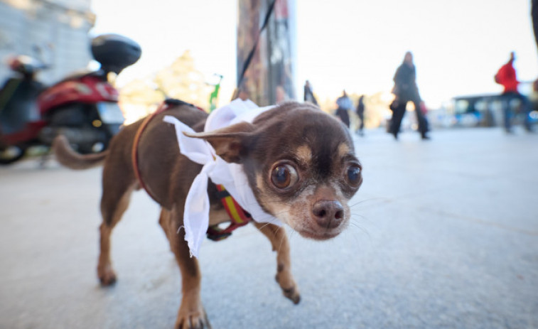 Un juzgado de Vigo fija una pensión de 40 euros para una mascota tras un divorcio