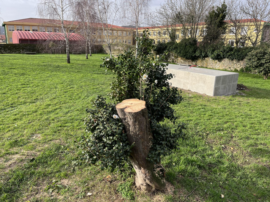 Tareas de regeneración de la camelia japónica del parque Antón Varela de Canido