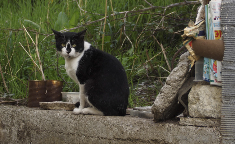 Narón multiplica por cuatro el número de felinos identificados