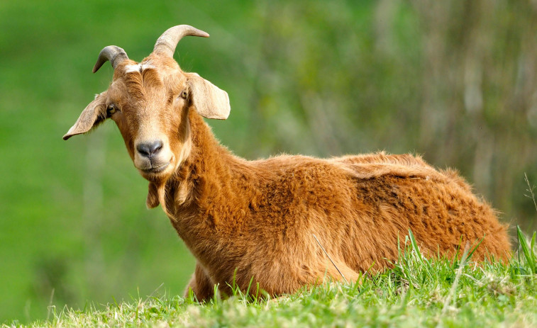 La odisea de dos cabras 'perdidas' que llegaron al refugio ferrolano de Mougá