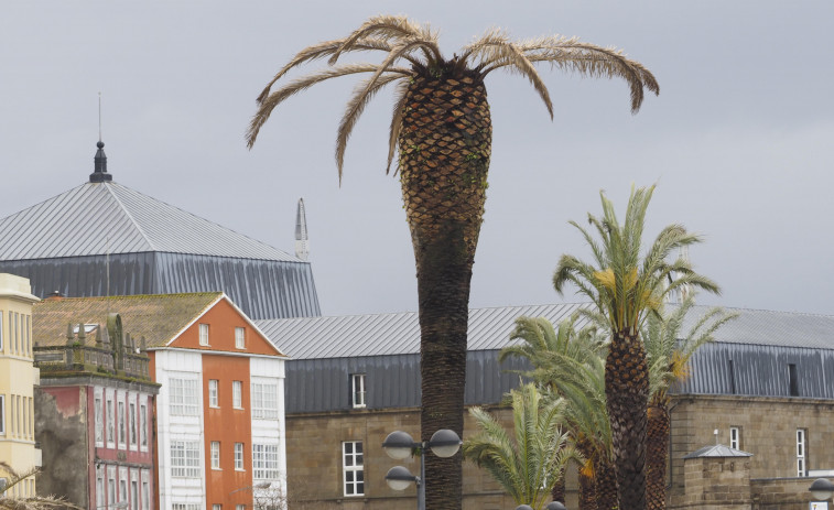 La plaga del picudo rojo amenaza la supervivencia de las palmeras de jardines y paseos de Ferrol