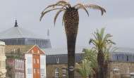 La plaga del picudo rojo amenaza la supervivencia de las palmeras de jardines y paseos de Ferrol
