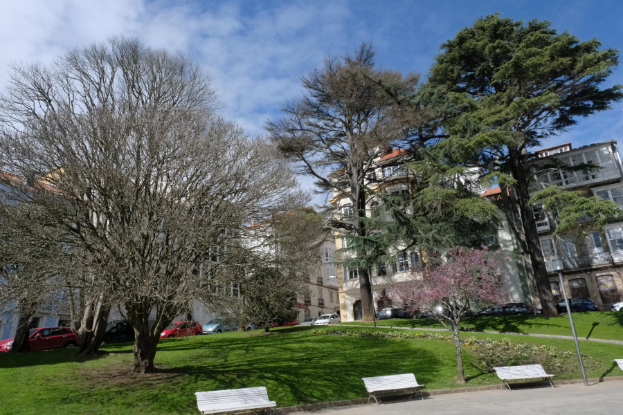 Peligra un tercer cedro de la ferrolana plaza de Amboage, seco en un alto porcentaje de su copa