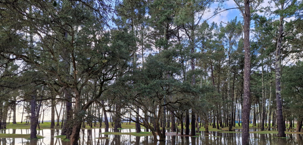 Urgen medidas ante la caída de árboles en el pinar de A Magdalena, en Cabanas