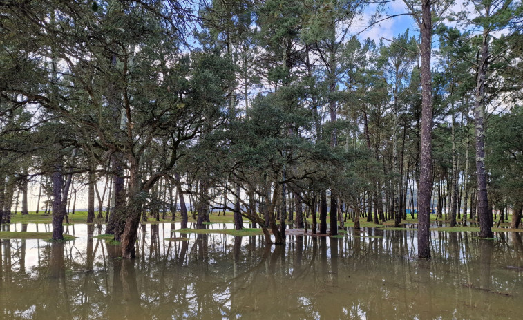 Urgen medidas ante la caída de árboles en el pinar de A Magdalena, en Cabanas