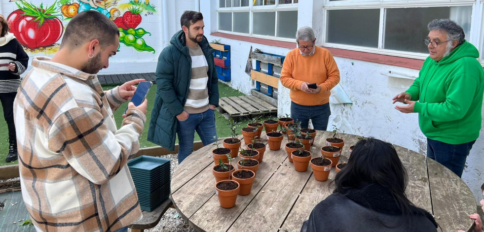 Cedeira entrega 25 acebos al Nicolás do Río por el Día do Naturalismo Galego