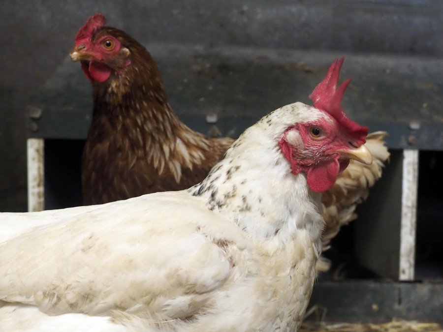 La regularización de gallineros aumentó un 40% en tres semanas