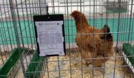 El PPdeG pide cambiar el decreto que obliga a registrar los gallineros