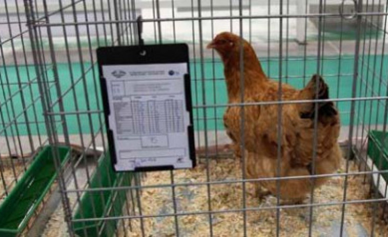 El PPdeG pide cambiar el decreto que obliga a registrar los gallineros