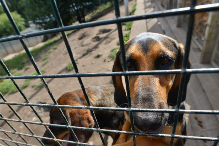 España es uno de los países europeos que registra mayores tasas de abandono de perros