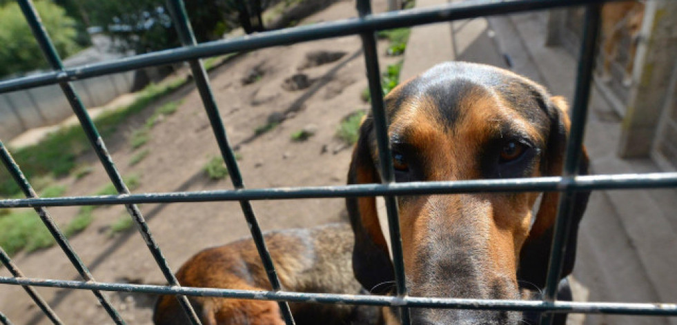 España es uno de los países europeos que registra mayores tasas de abandono de perros