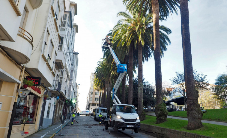 Cirugías para salvar las palmeras singulares de la plaza de Amboage