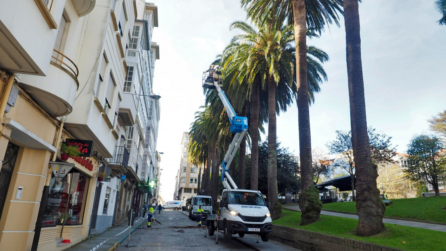 Cirugías para salvar las palmeras singulares de la plaza de Amboage