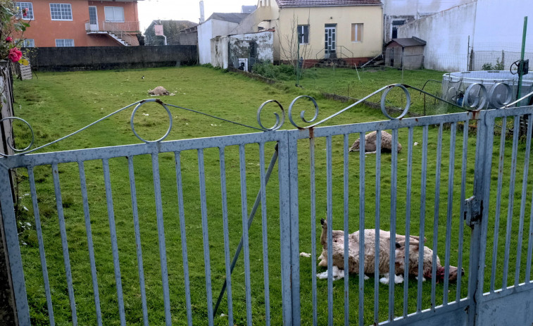 Dos perros matan en Ferrol a varias ovejas y gallinas de un particular