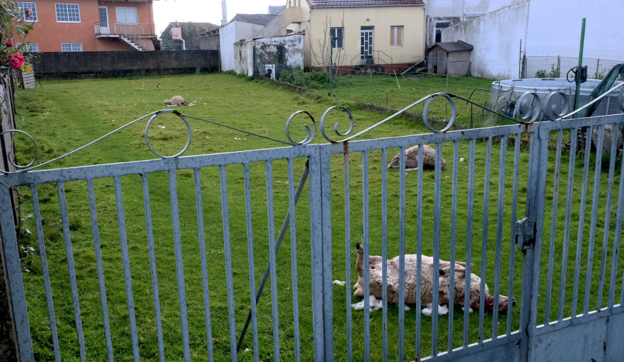 Dos perros matan en Ferrol a varias ovejas y gallinas de un particular