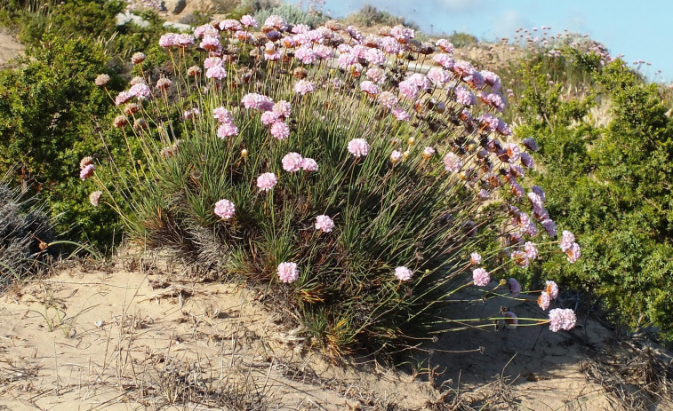 La  característica “Herba de namorar” de San Andrés se incluye en el atlas de genomas europeos