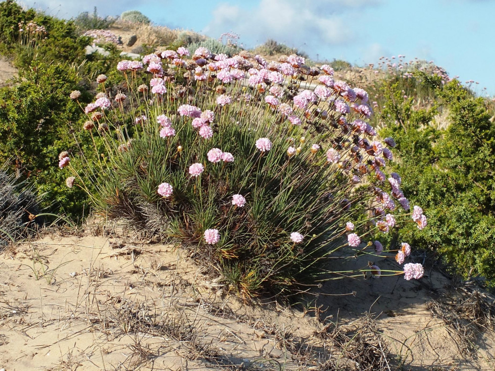 Armeria pungens Trafalgar 3 RRSS 17065317