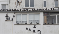 El Concello iniciará este mes las labores de retirada de nidos y huevos de gaviotas