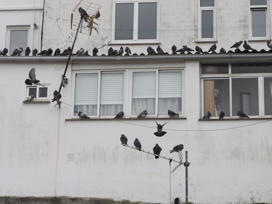 El Concello iniciará este mes las labores de retirada de nidos y huevos de gaviotas