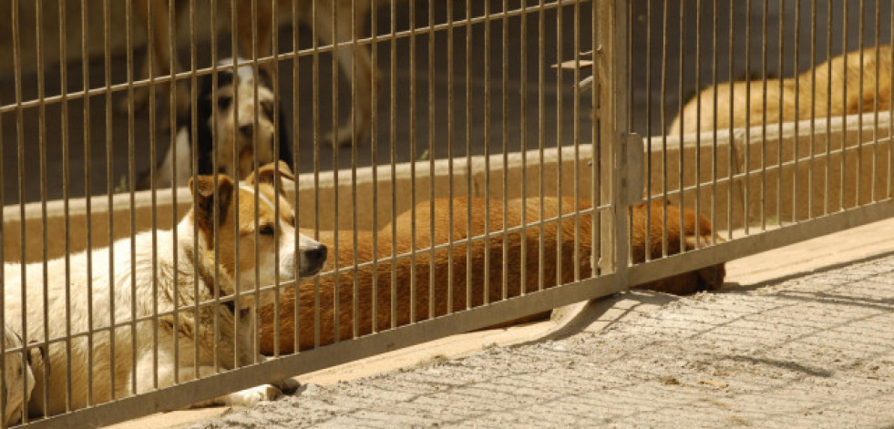 La Xunta dará ayudas de 150 euros para la adopción de mascotas de los centros de acogida