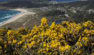 Dos paseos en Ferrol para ver la 'explosión' de la flor del 'toxo' en su esplendor