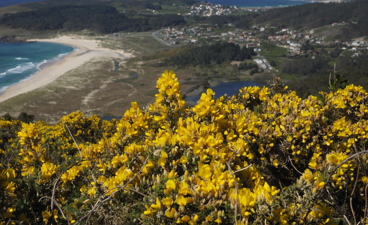 Dos paseos en Ferrol para ver la 'explosión' de la flor del 'toxo' en su esplendor