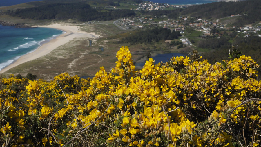 Dos paseos en Ferrol para ver la 'explosión' de la flor del 'toxo' en su esplendor