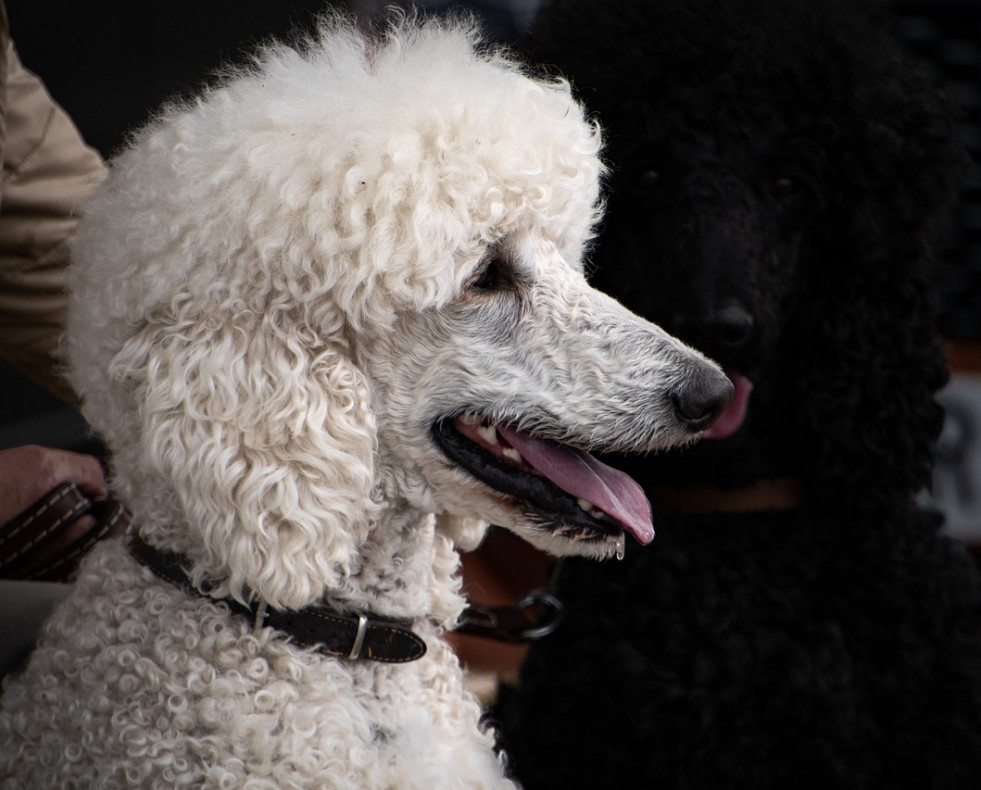 Caniche