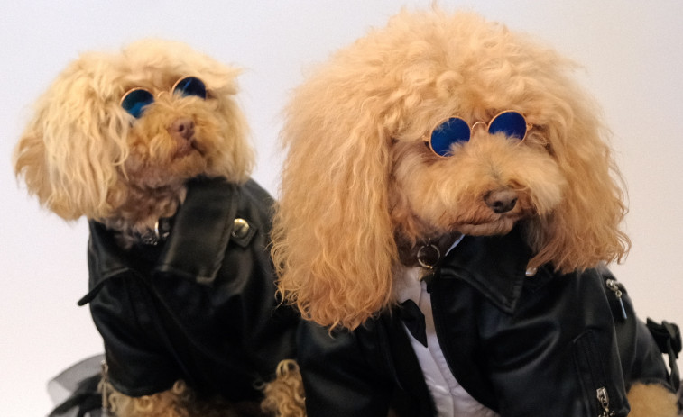 'Canichada' en Fene 2024: un paseo entre simpáticos perritos