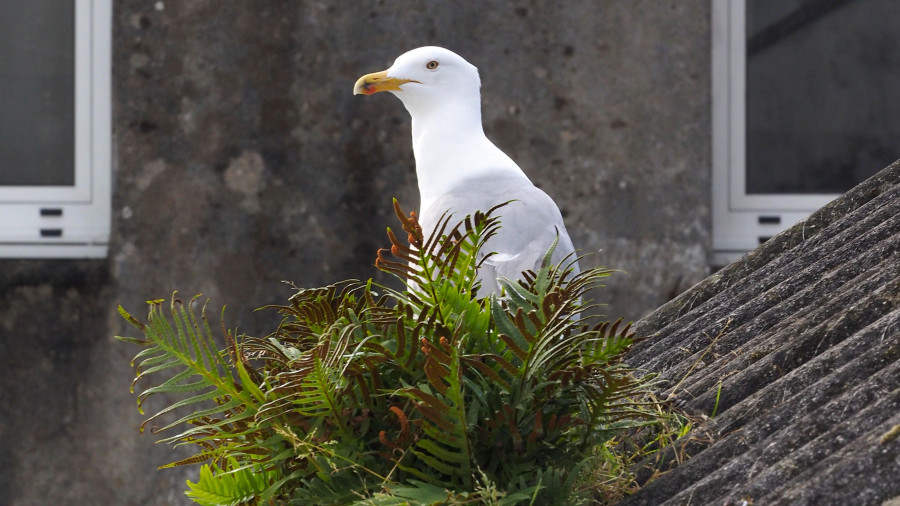 Comienza la campaña de control de aves en Ferrol con la retirada de nidos de gaviota